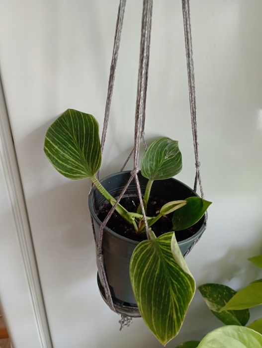 Филодендрон и клеродендрум