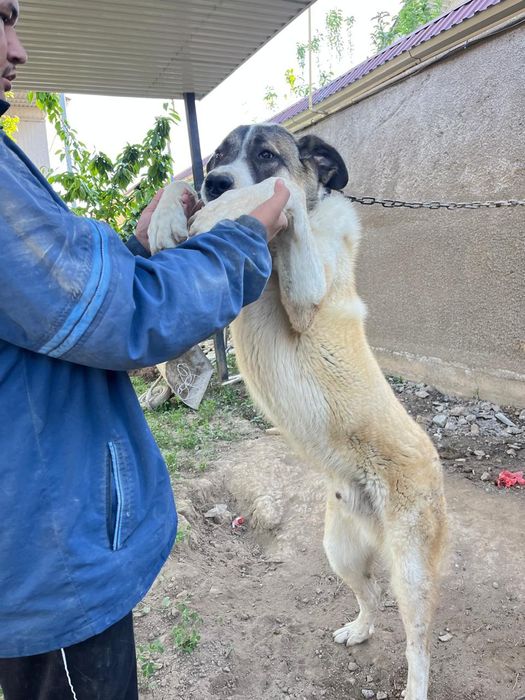 Күшік сатылады 6 айлық. Ит