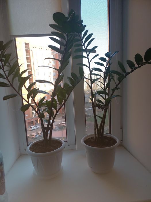 Замиокулькас.5500