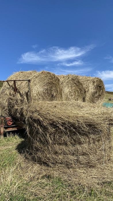 Продам сено в рулонах