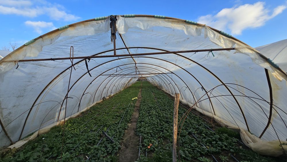 Vand solarii legume/tunel