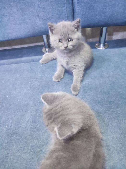 Продам британских котят.