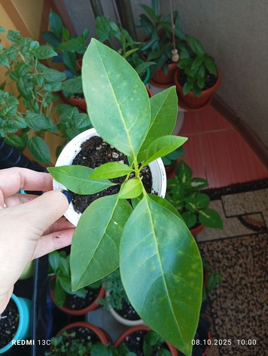 Продам растения комнатные