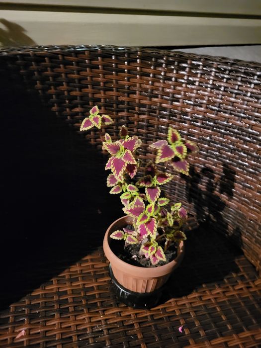 Колеус или крапивка