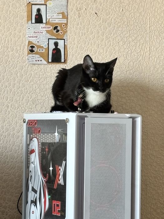 Кошечка ищет дом