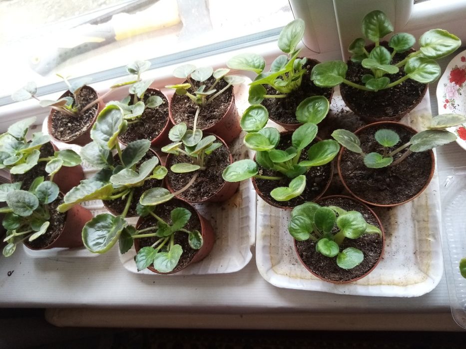 Фиалки маленькие