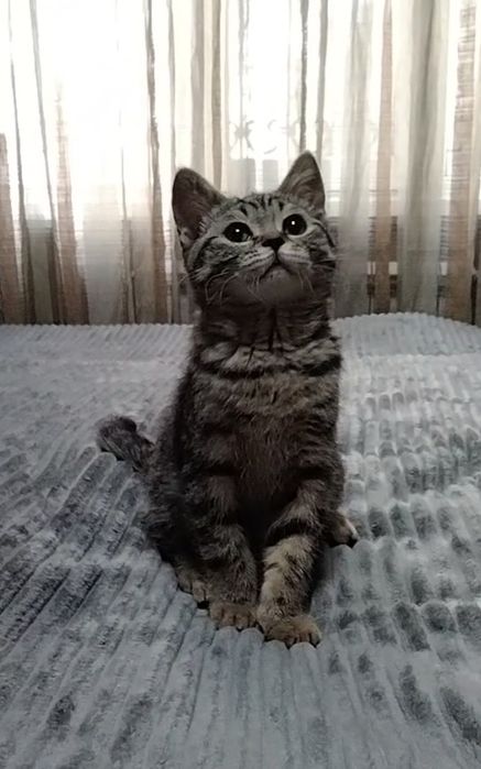 Шотландский котик. Скоттиш страйт.