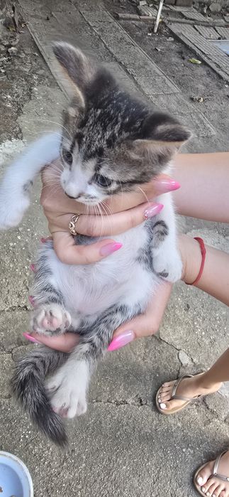 ПОДАРЯВАМ 4 малки котенца