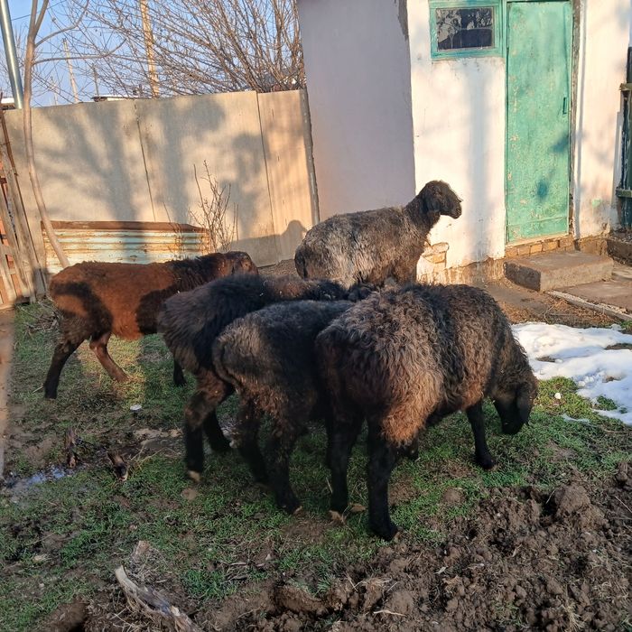 Қойлар сатылады.