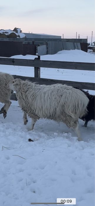 Продам кошкара молодой