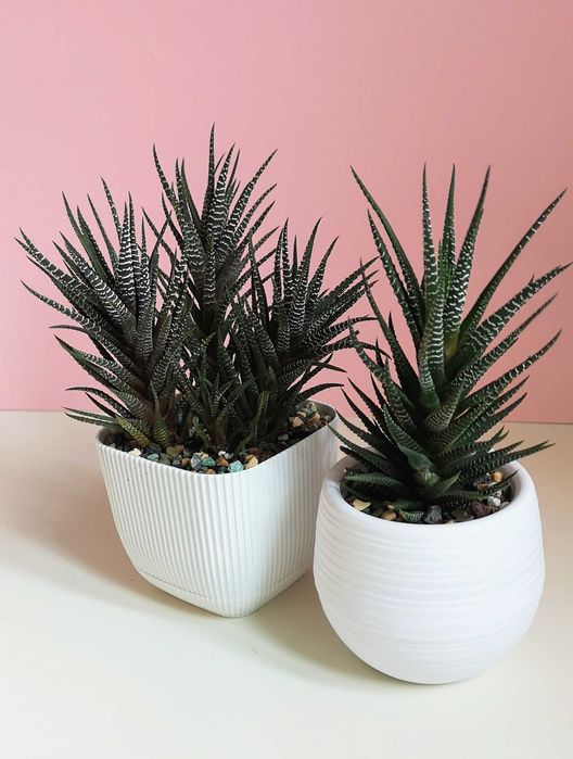 Хавортия, суккулент