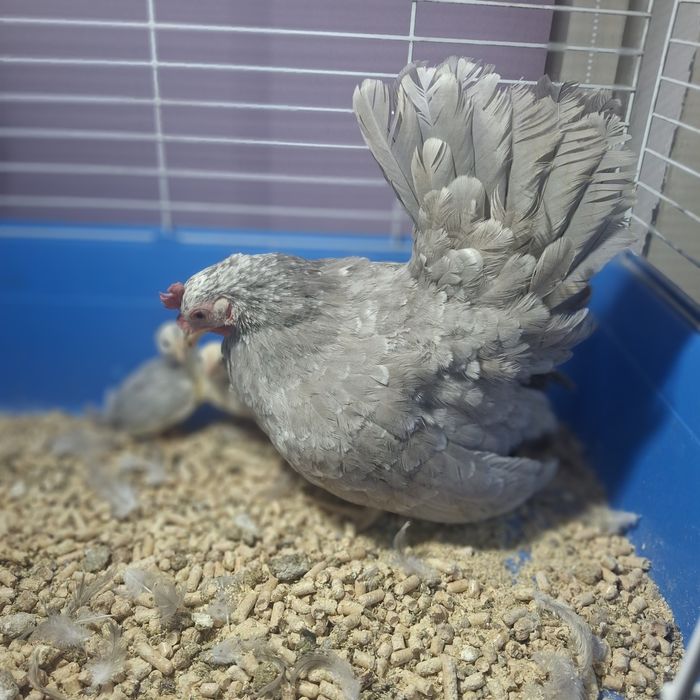 Курочка с цыплятами