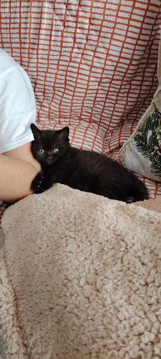 Прекрасно британче-пантера