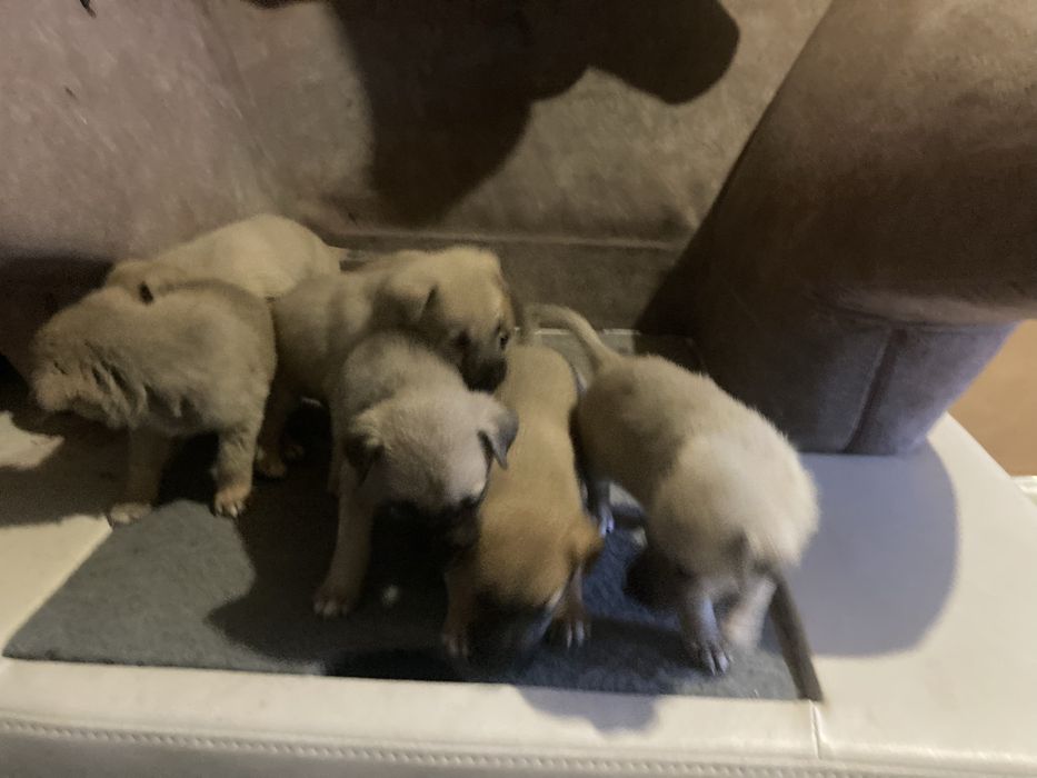 Дарю щенков метисов