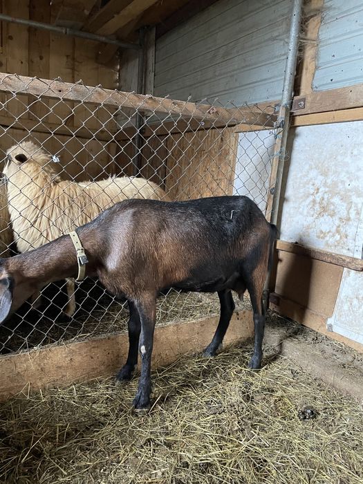 Vand doua capre cu lapte