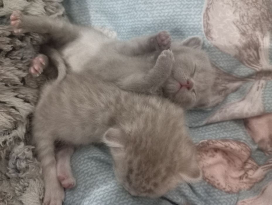 Продам британских котят.