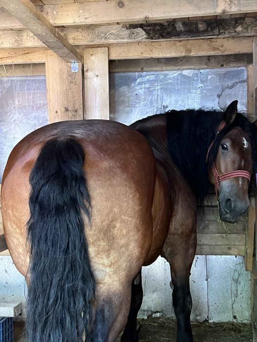 vand cal 1.90 greaban / schimb cu vitei sau auto