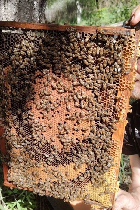 Продажа пчёл с уликами