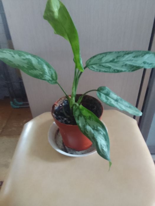 Продам комнатные цветы