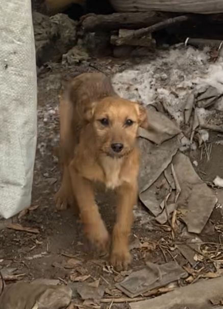 Щенков, отдам 4 мес, девочки, привиты, привезу