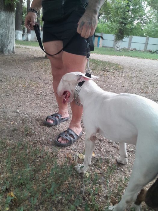 Ит. Сатылады бультерера