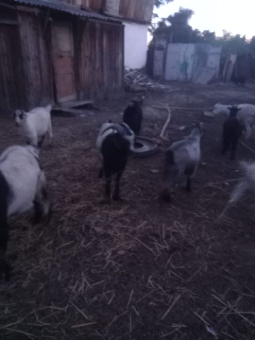 Жирных козы продам