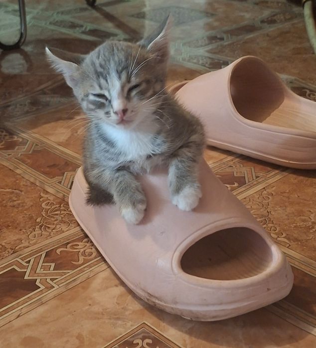 Котенок домашний бесплатно