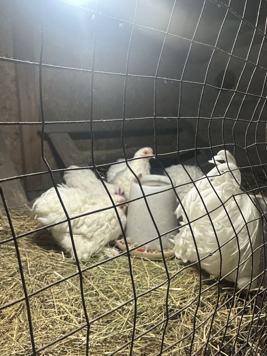 Карликовый кохинхин белый