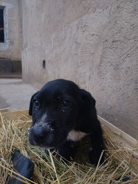 Ценок хороший миллий