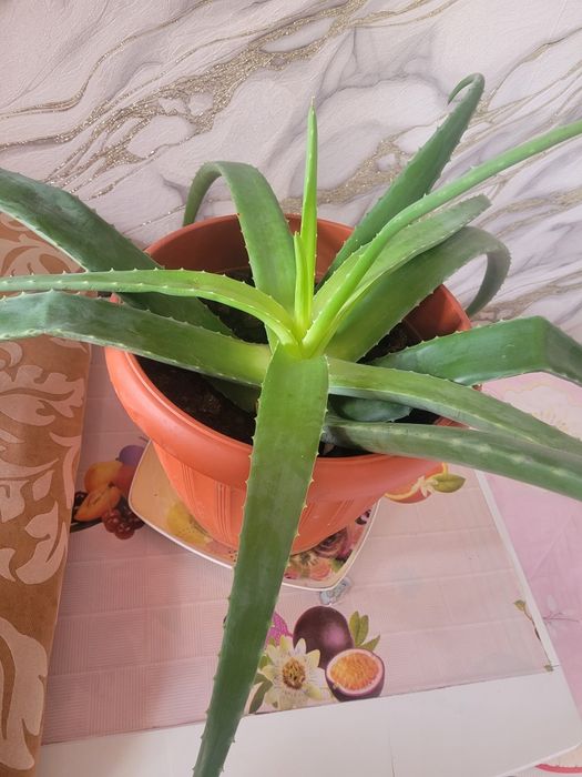 Комнатные цветы разные