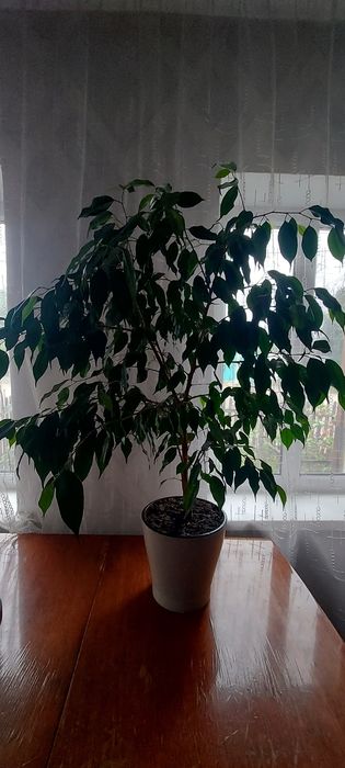 Фикус Бенджамина