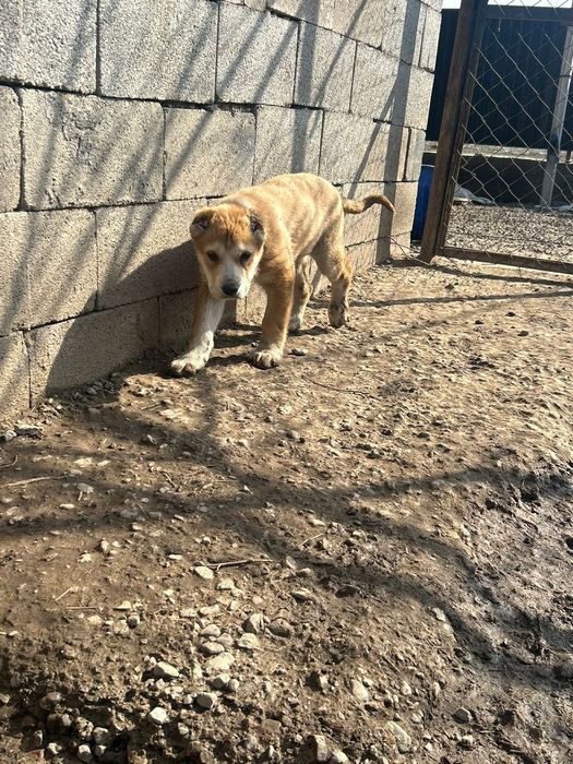 Алабай күшіктер сатылады