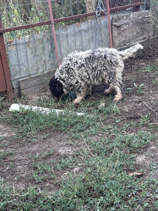 Lagotto Romagnolo