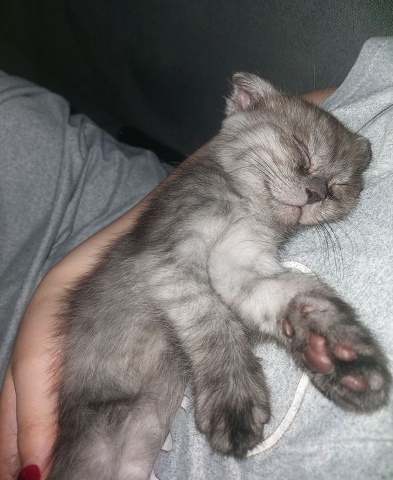 Котята два Месяца