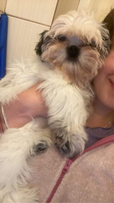 Pet sitter | cazare catelusi si pisicute