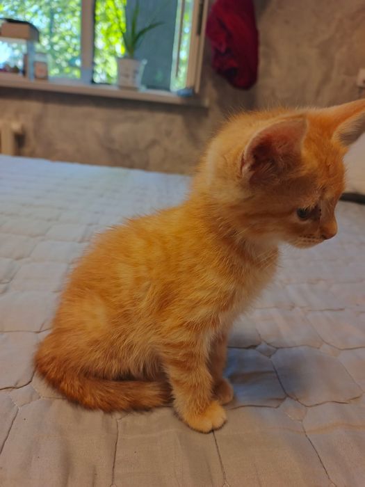 Отдам даром котят
