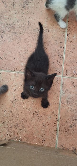 Только в надёжные, добрые руки!