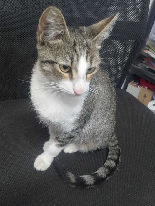 Подарявам малки котета