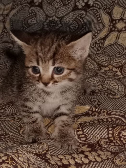 Британские котята