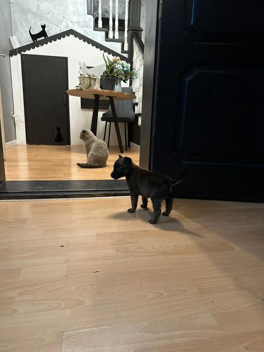 Щенок бельгийской овчарки малинуа