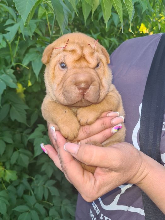 Продам щенков шарпея