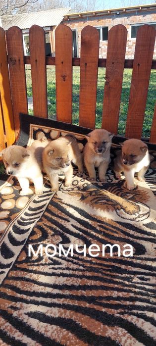 Шиба Ину Shiba inu