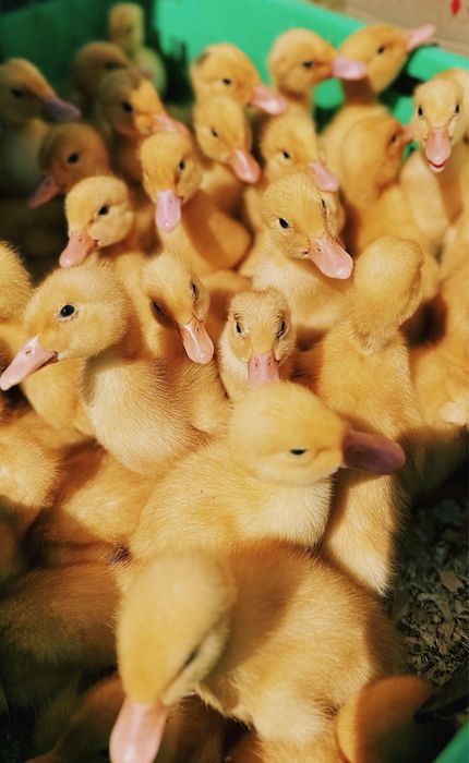 Инкубация и продажа птицы