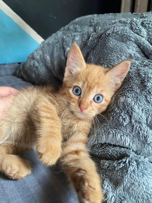 Отдам рыжиков в добрые руки