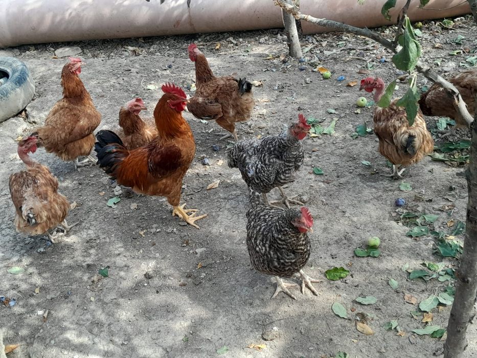 Găini crescute  de  casă