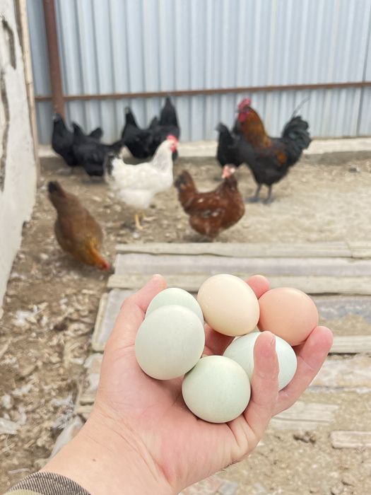 Инкубацонные яйца цветное