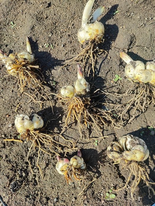 Луковицы королевской лилии.