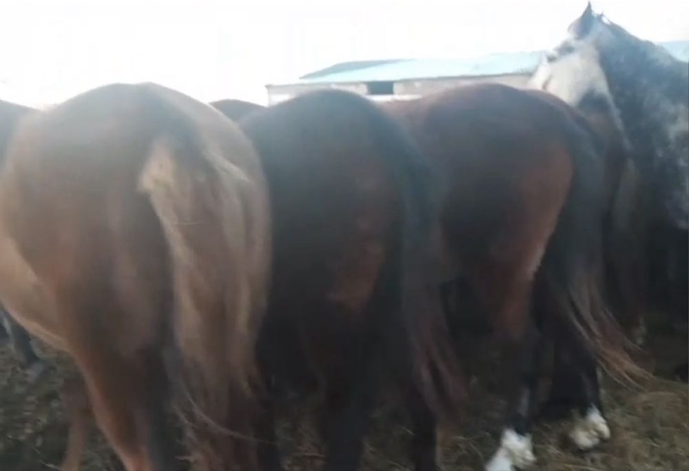 Продам жеребых кобыл