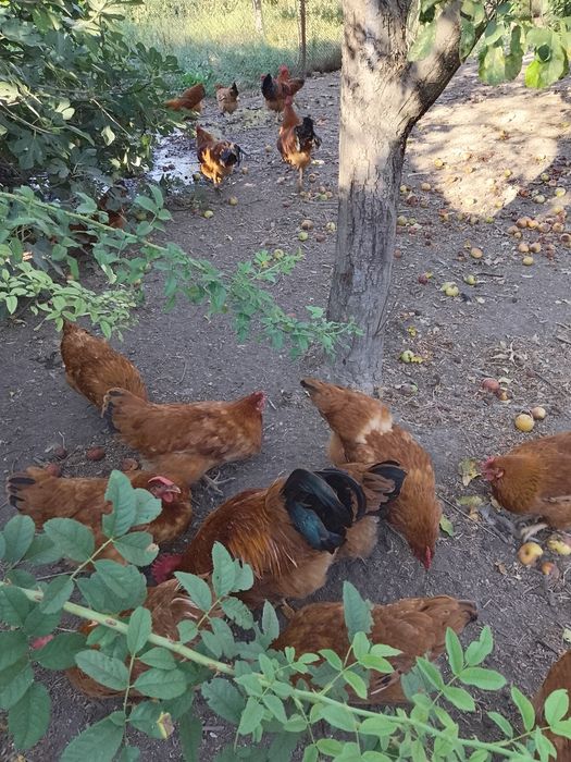 Нюхемпшир яица  за люпене .