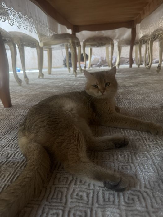 Сотилади мушук угилбола